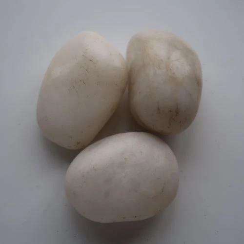Đá Sỏi Tự Nhiên